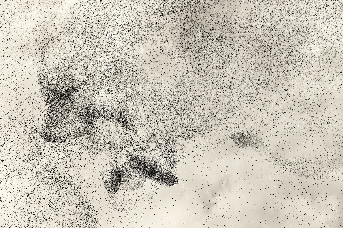 Starling Murmuration